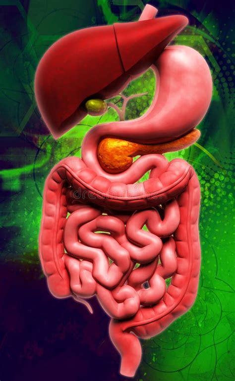 Human Digestive System Stock Photos Image 35537773