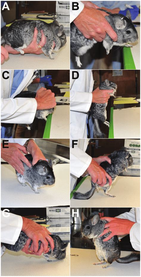 Assessment Of Postural Reactions A Paw Replacement The Chinchilla