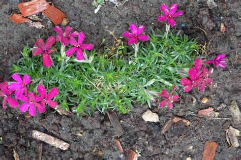 Dwergvlambloem Phlox Douglasii Ochsenblut Planten Online Kopen