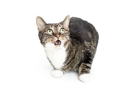 crazy cats 5