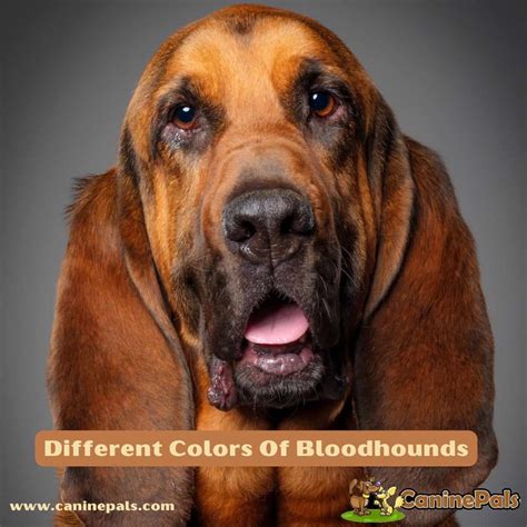 Different Colors Of Bloodhounds - All You Need to Know. - Canine Pals