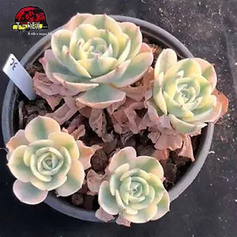 Compre A Exuberante Echeveria Gibbiflora Mahogany Planta Suculenta De