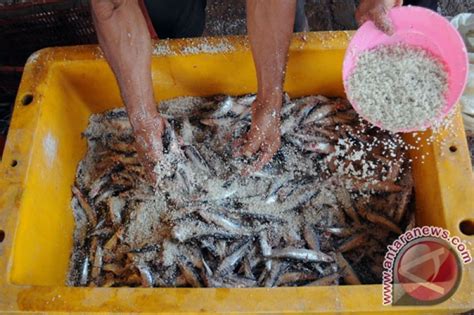 Harga Cabai Dan Ikan Asin Di Sukabumi Naik Antara News