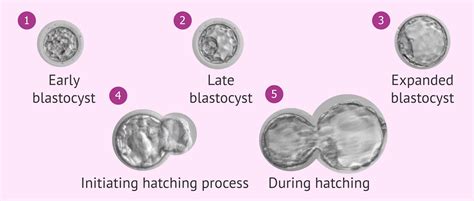 Blastocyst Development