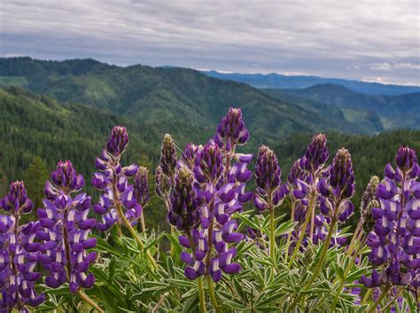 Purple Lupine Wildflowers on a Mountain Pass, Idaho Nature Photography ...