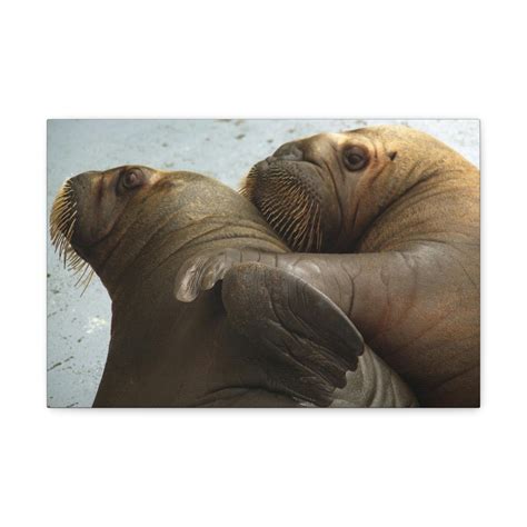 Funny Walrus Silly Walrus Couple Wall Art Ready To Hang Unframed ...