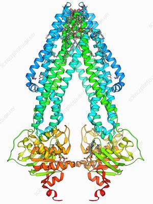 Atp Binding Cassette Transporter Stock Image F Science