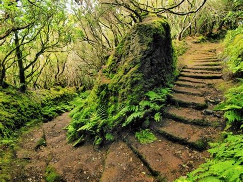 Bosques de laurisilva canaria más importantes de Canarias