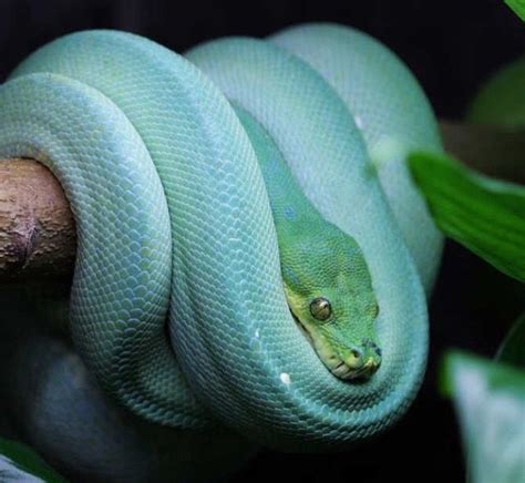 Blue green snake. | Cute animal pictures, Lovely creatures, Beautiful ...