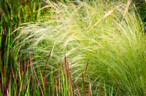 Wistfully Country Ornamental Grasses Grass Blonde Tips