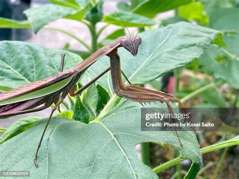 5,461 Praying Mantis Habitat Stock Photos, High-Res Pictures, and ...