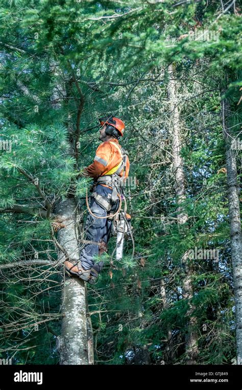 Bûcheron professionnel arbre de coupe sur le dessus avec une