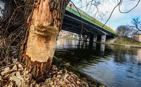 Bobry niszczą drzewa nad Brdą w Bydgoszczy zdjęcia Gazeta Pomorska