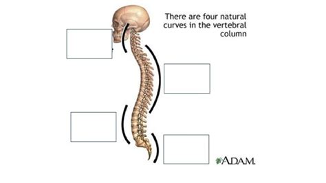 ap   skeletal system curvature   vertebral column diagram
