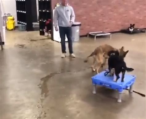 German Shepherd Adorably Fails Service Dog Test But Becomes Internet