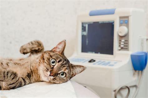 Pet Ct Scans For Pets Visalia Vet