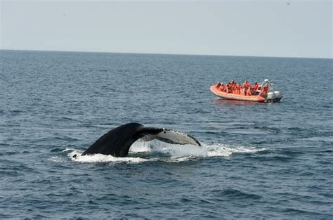 Whale Watching Off Digby Neck Whale Watch In The Bay Of Fu Flickr