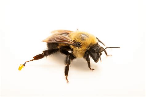 Brown Belted Bumblebee Bombus Griseocollis Joel Sartore