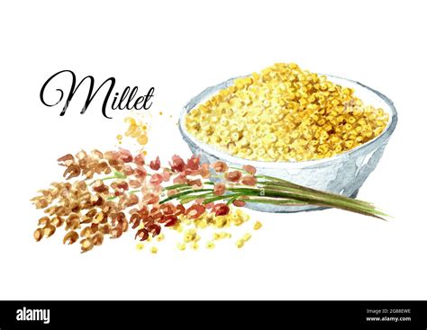 Bowl With Dry Millet And With Ears Of Millet Grain Millet Hand Drawn