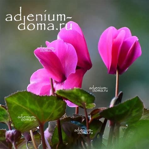 Cyclamen COUM (Цикламен): купить 2 семени c доставкой почтой 🌸 Адениум дома
