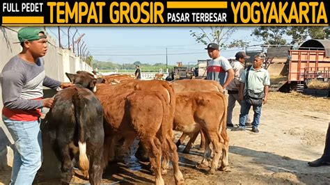 Full Pedet Tempat Grosir Terbesar Jogja Pusat Belanja Sapi Banyak Di