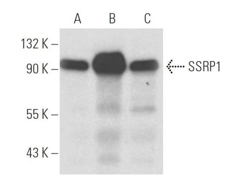 SSRP1 Antibody D 7 SCBT Santa Cruz Biotechnology