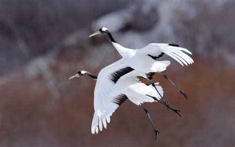 Birdwatching in Hokkaido - Regency Group Inc | Luxury Travel to Japan