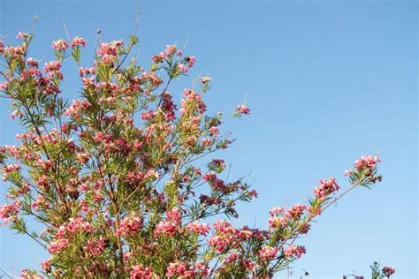 How Fast Do Desert Willows Grow And How Tall And Wide Do They Get