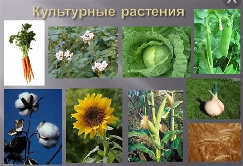 Культурные растения в московской области какие выращивают - фото