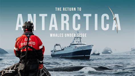 The Return To Antarctica Whales Under Siege YouTube