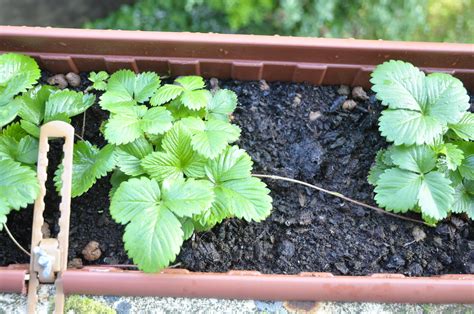 Strawberries They Grow Offshoots Ableger Von Erdbeeren W Flickr