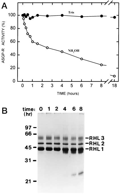 Hydroxylamine Treatment Differentially Inactivates Purified Rat Hepatic