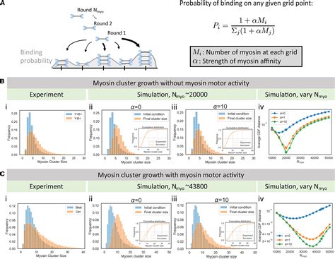 Limiting Pool And Actin Architecture Controls Myosin Cluster Sizes In