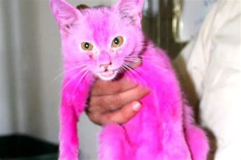 Distressed cat dyed bright PINK rescued from market after being put on ...