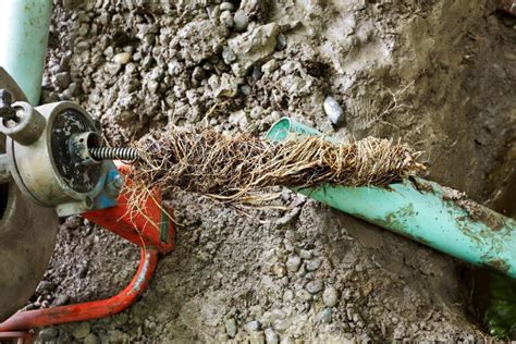 How Tree Roots Will Block Your Drains The Drain Experts Clark