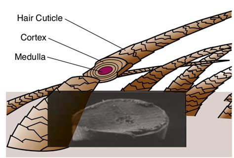 Hair shaft diagram Diagram | Quizlet