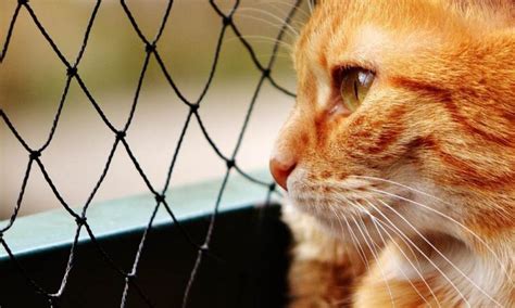 Redes para Ventana Protege a tu gato de las caídas desde ventanas