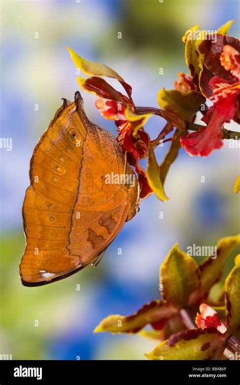 Sammamish Washington Tropical Butterflies Photograph Of Doleschallia