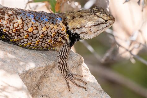 Arizona Herps Sparky Stensaas