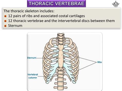 Ppt Vertebral Column Ribs And Sternum Powerpoint Presentation Id2194144