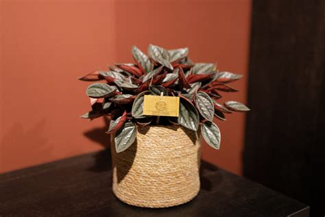 Peperomia Santorini Punto Grigio Eden Collection Smit Kwekerijen