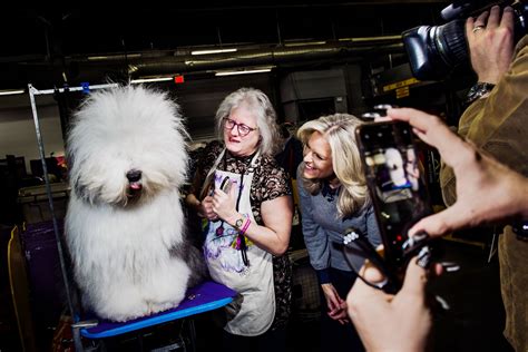 westminster dog show   scenes