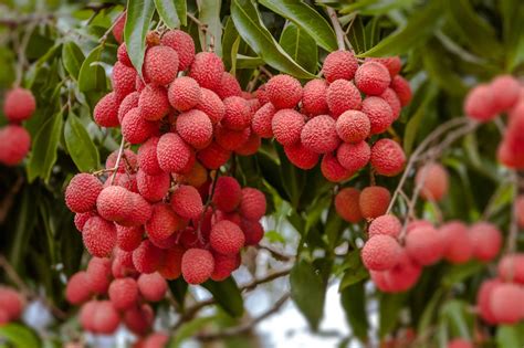 Lychee Tree - Mauritius