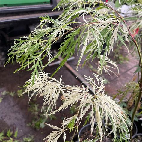 Acer Palmatum Dissectum Goshiki Shidare