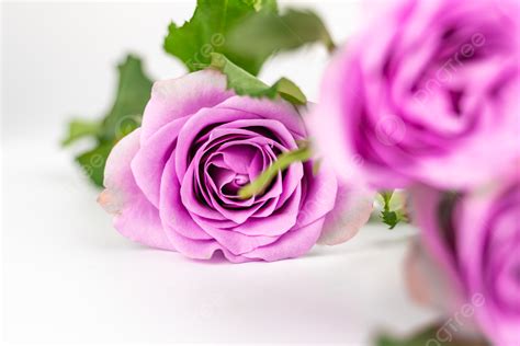 Purple Colour Rose Flowers Hd Wallpapers Infoupdate Org