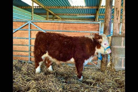 3 Pedigree Miniature Hereford Breeding Bulls | SellMyLivestock - The ...