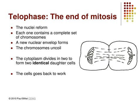 PPT - Mitosis PowerPoint Presentation - ID:637178