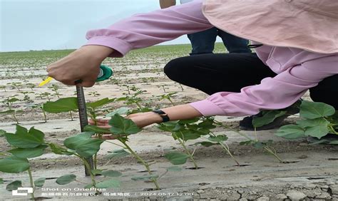 新疆召开重点研发计划“棉花小拱膜机械化种植与免耕播种技术研究”项目机具试验现场会 中国农业机械化信息网