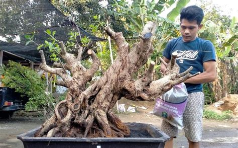 Inilah Tips Membuat Bonsai Beringin Bibit Unggul