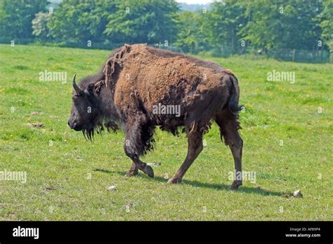 North American Bison Stock Photo - Alamy